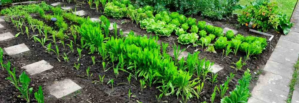 Angelegtes Gemüsebeet mit Salat, Setzlingen und Trittplatten im Garten.